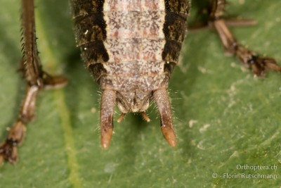 Yersinella raymondii ♂