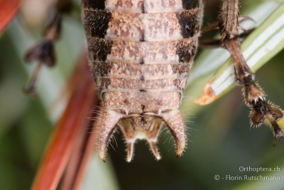 Rhacocleis germanica ♂