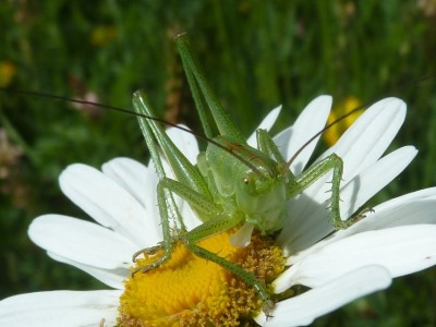 2017-06-03 Hundertbücheln 233.JPG