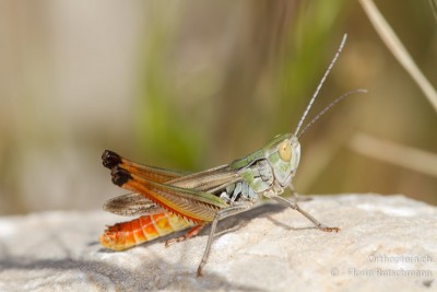 Südliche Grashüpfer (Stenobothrus fischeri)