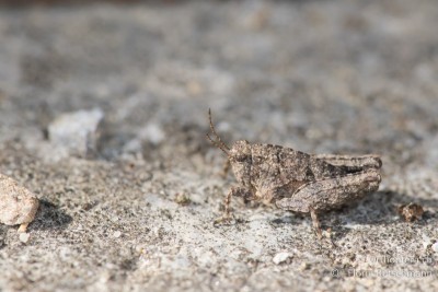 Männliche Larve der Langfühler-Dornschrecke (Tetrix tenuicornis) im letzten Stadium