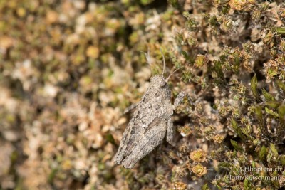 Männliche Larve der Langfühler-Dornschrecke (Tetrix tenuicornis) im letzten Stadium