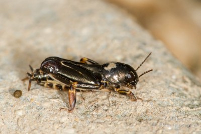 Pfändlers Grabschrecke (Xya pfaendleri)