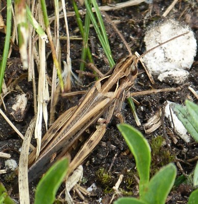 Chorthippus vagans (Steppen-Grashüpfer) - Grebenzen 06.07.2015.JPG