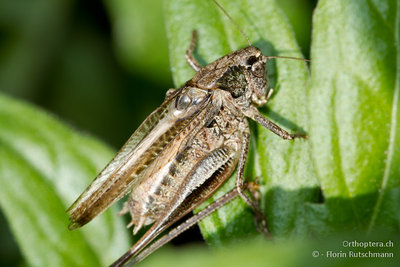 11.09.2011 - Schweiz, Graubünden, Untervaz-Trimmis<br />Platycleis albopunctata singend