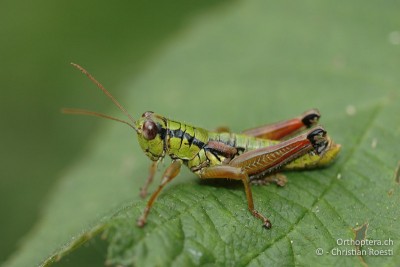 Pseudopodisma fieberi