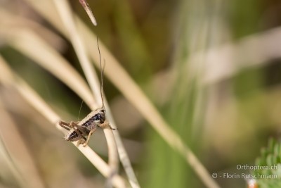 Platycleis albopunctata im 1. Lst