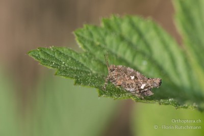 Tetrix tenuicornis Larve ♀