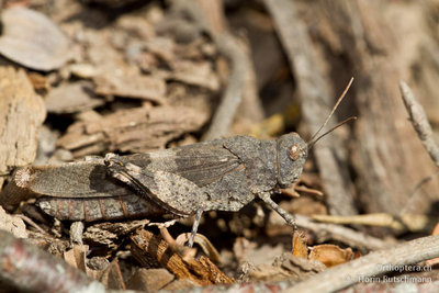 11.09.2011 - Schweiz, Graubünden, Untervaz-Trimmis<br />Oedipoda germanica