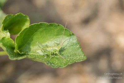 Tettigonia viridissima im 1. Lst.