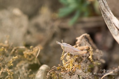 Euthystira brachyptera 1. Lst. relativ frisch nach dem Schlupf.