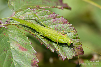 11.09.2011 - Schweiz, Graubünden, Untervaz-Trimmis<br />Phaneroptera falcata beim sonnen