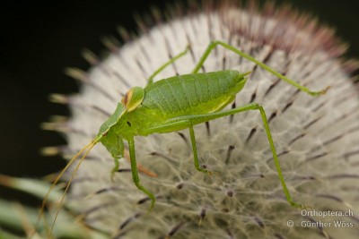 Isophya breivicauda