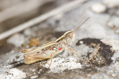 Omocestus petraeus