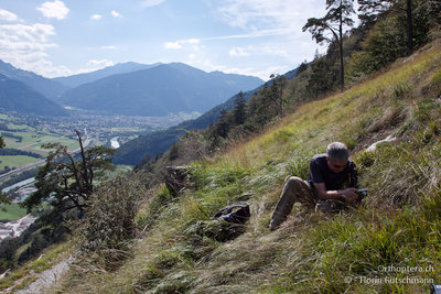 11.09.2011 - Schweiz, Graubünden, Untervaz-Trimmis<br />Lebensraum von Saga pedo mit Blick auf Chur im Hintergrund