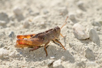 Paracaloptenus caloptenoides