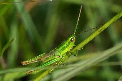 Euthystira brachyptera-1.jpg