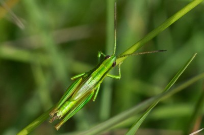 Euthystira brachyptera-2.jpg