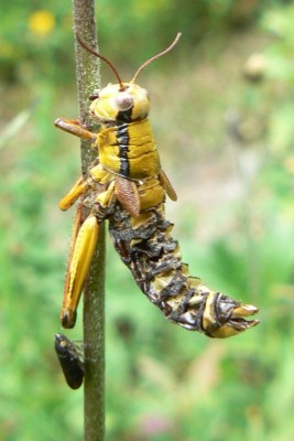 8730_w_Miramella_alpina_20180718_1632_Entomophaga_e.JPG