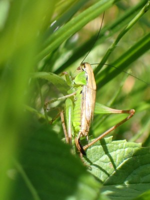 Metrioptera_bicolor7180094_03.JPG