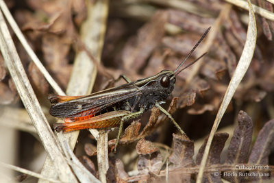28.10.2011 - Cardada oberhalb Locarno<br />Buntbäuchiger Grashüpfer (Omocestus rufipes)