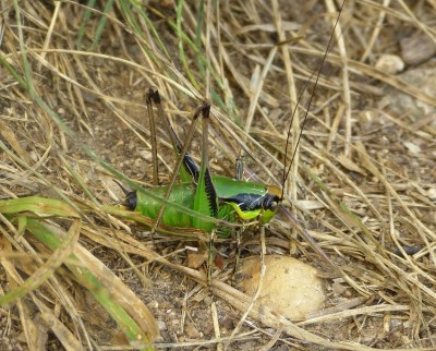 Eupholidoptera_chabrieri.JPG