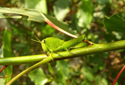 Anacridium_aegyptium.JPG