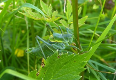 Polysarcus_denticauda_1.JPG