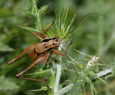 Pholidoptera fallax (Südliche Strauchschrecke) - Kreta-Mixorrouma 29.04.2016 -4.JPG