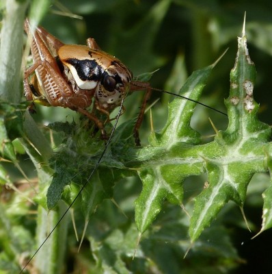 Pholidoptera fallax (Südliche Strauchschrecke) - Kreta-Mixorrouma 29.04.2016 -2.JPG