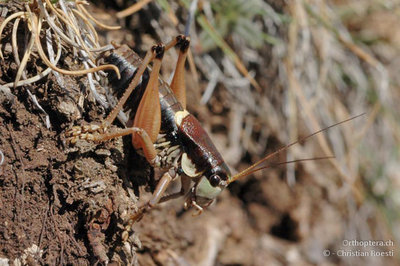 Männchen der Alpenschrecke Anonconotus fuscus. Die Art lebt am Mont Ventoux in der Gipfelregion