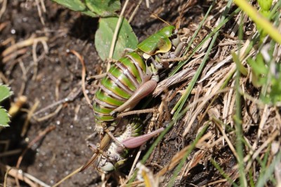 JC1A5659akl Anonconotus alpinus, Arlberg, Gerhard Kersting, .jpg