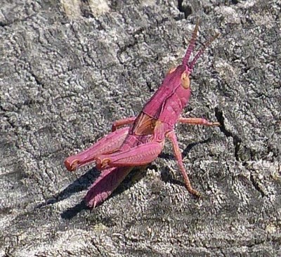 Heuschrecke (Orthoptera indet.) Kärnten Lesachtal Juli 2018 154.jpg