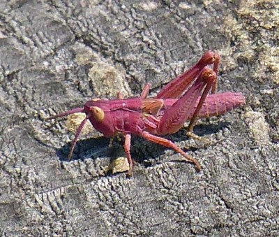 Heuschrecke (Orthoptera indet.) Kärnten Lesachtal Juli 2018 155.jpg