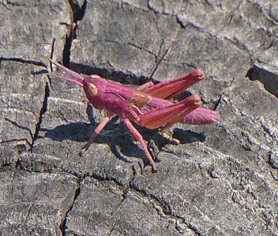 Heuschrecke (Orthoptera indet.) Kärnten Lesachtal Juli 2018 156.jpg