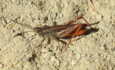 Chorthippus_DSCN5631.jpg