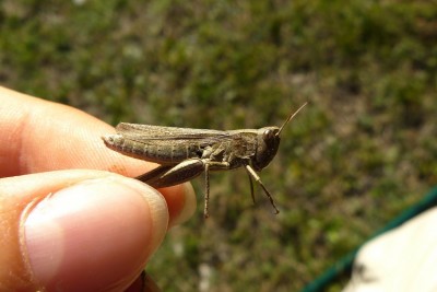 Weibchen von Ch. biguttulus oder Ch. mollis (nicht weiter bestimmbar?)