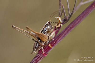 06.10.2011 - Italien, Abruzzen, Gessopalena<br />Kleine Strauchschrecke (Yersinella raymondii) im Hausgarten