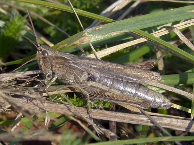 Wiesengrashüpfer.jpg