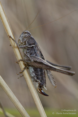 07.10.2011 - Italien, Abruzzen, Campo Di Giove<br />Die Braunfleckige Beissschrecke (Platycleis tessellata) war stellenweise sehr häufig