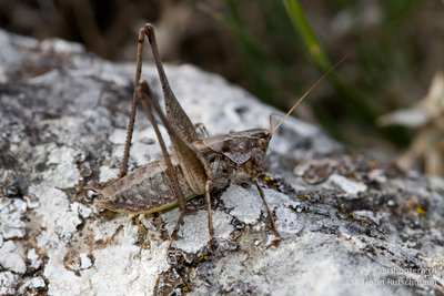 08.10.2011 - Italien, Abruzzen, Montenerodomo<br />Rhacocleis neglecta - Eine grosse Rhacocleis-Art.