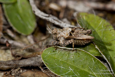 10.10.2011 - Italien, Abruzzen, Palombaro<br />Eingedrückte Dornschrecke (Depressotetrix depressa)