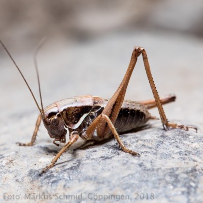 Metrioptera saussuriana_2.jpg