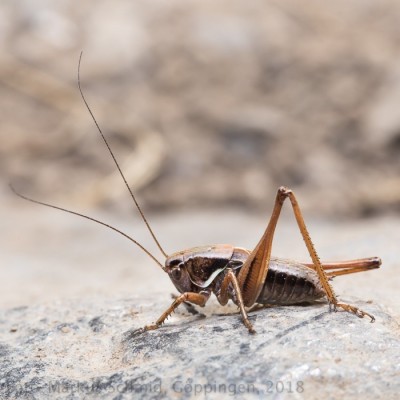 Metrioptera saussuriana_1.jpg