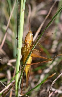 Ruspolia nitidula.jpg