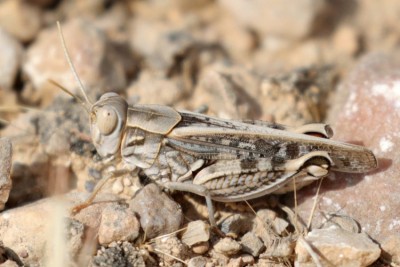 unbekannt Kurzfühlerschrecke unterwegs Oman 11.2018_8C3A5489-klein.jpg