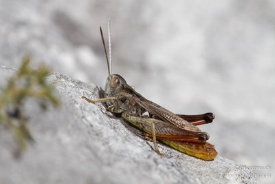 11.10.2011 - Italien, Abruzzen, Palena<br />Italohippus albicornis - Und noch ein Endemit der Abruzzen