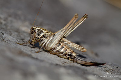 11.10.2011 - Italien, Abruzzen, Palena<br />Platycleis stricta