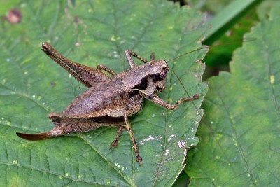 Foto 6: Zurück ins Kaltbrunner Riet SG, 28.08.16, eine ausgewachsene Dame.