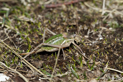 12.10.2011 - Italien, Abruzzen, Monte Porrara<br />Ephippiger ruffoi - Noch ein Endemit der Abruzzen-Region